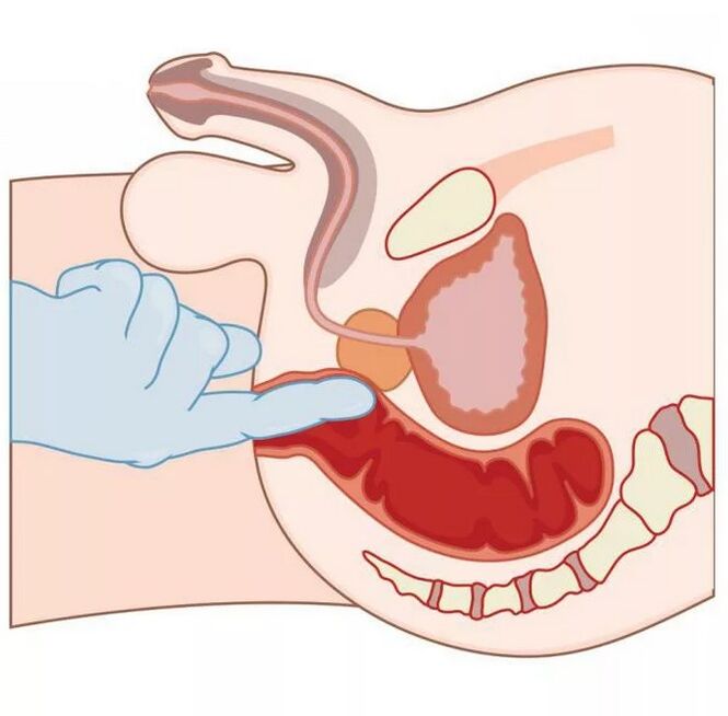 Localisation du point G masculin